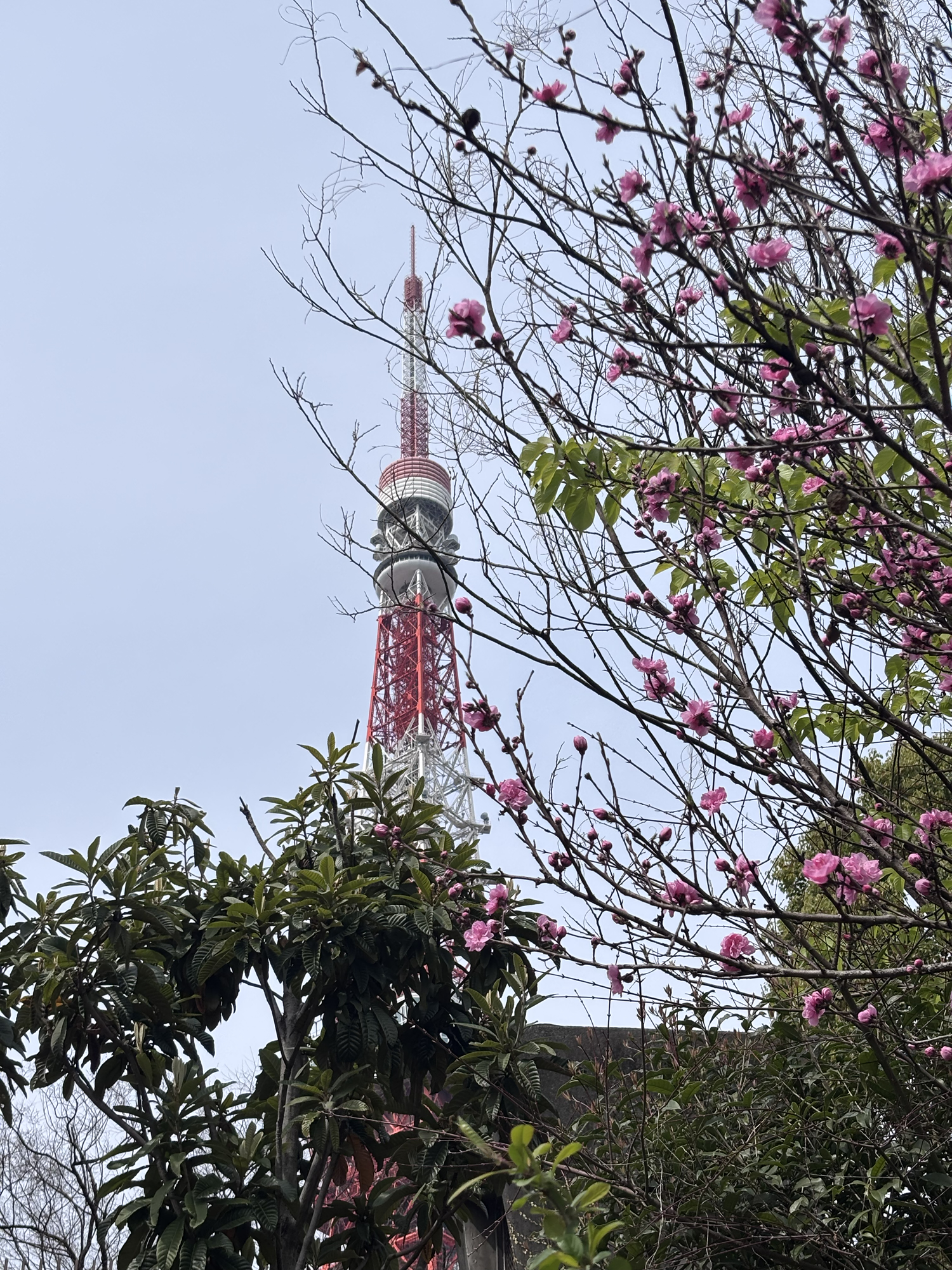 An image of Tokyo Tower behind Sakura flower blooms.